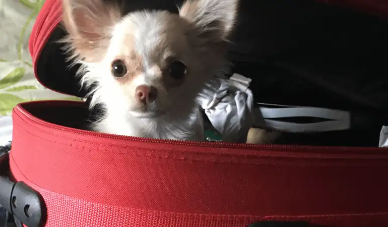 Viajando de avião com um pet