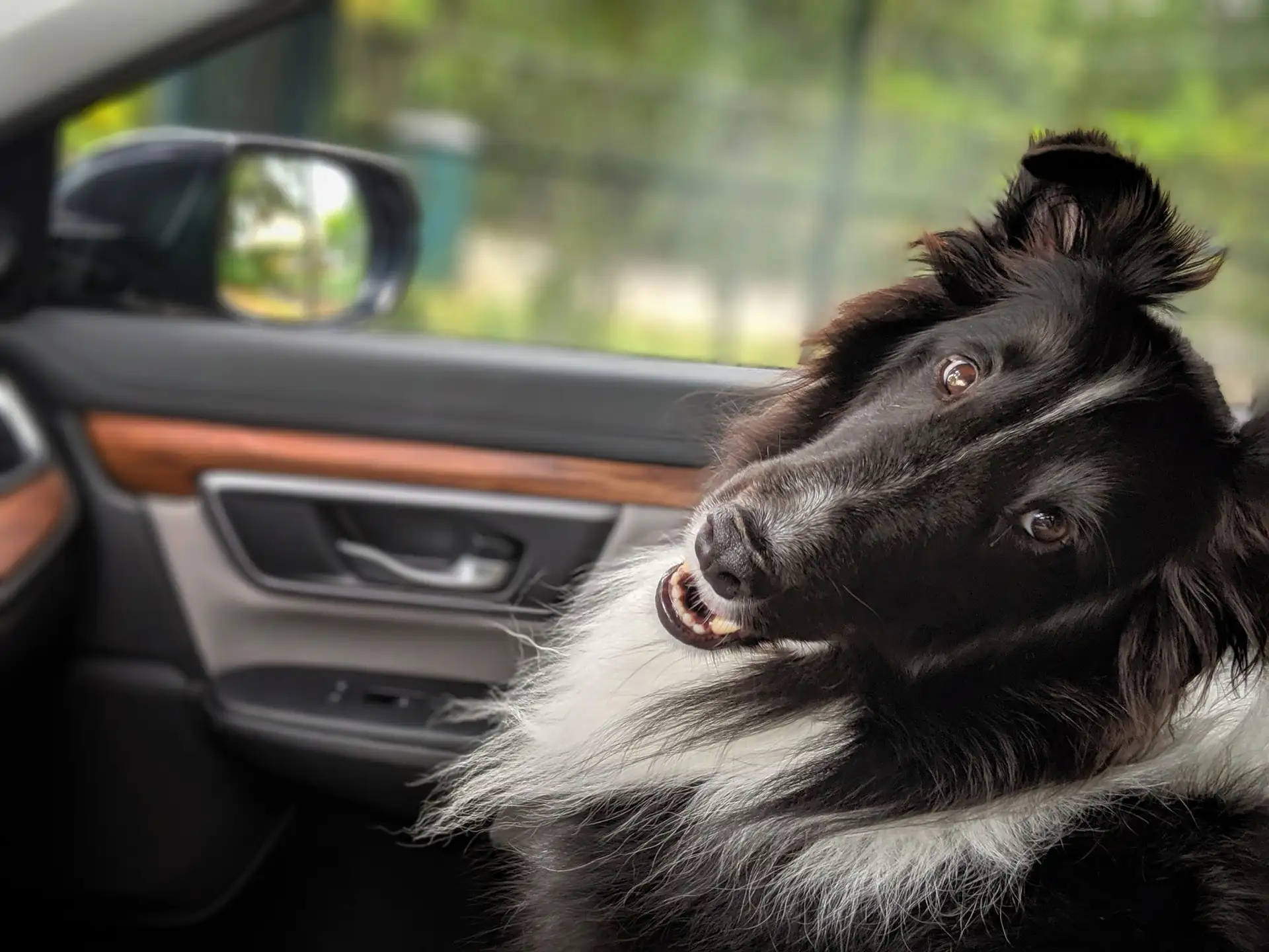 Dicas para viajar com cachorro em vários meios de transporte