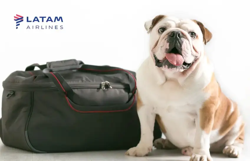 Nova Política da LATAM Oferece Mais Conforto para Pets em Viagens Aéreas