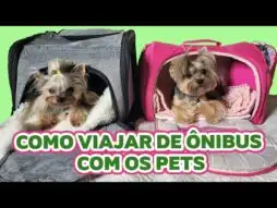 Cachorro pode viajar de ônibus no Brasil? Confira todas as regras